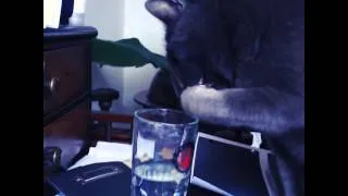 Thumbnail: cute ;-) Dikkie my cat drinking water from my glass