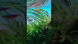 Thumbnail: Nature’s Sanctuary