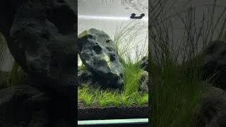 Thumbnail: An update from the Aquascaping Gallery ✨