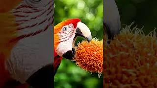 Thumbnail: Rainforest Birds Up Close 🐦 Quiet Canopy Moments #Birds #Rainforest #NatureSounds #Wildlife #4K