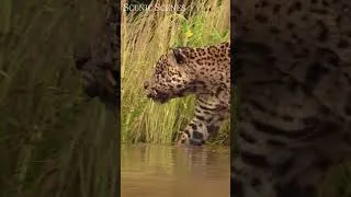 Thumbnail: Inside the Amazon Jungle  #nature #scenicscenes