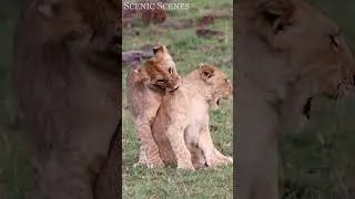 Thumbnail: Cute Baby Lion Cubs Playing #shorts #cute