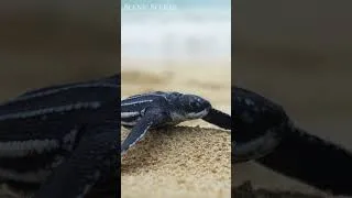 Thumbnail: Baby Turtle Put His Flipper On His Sibling! #shorts #cute