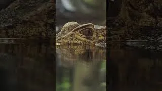 Thumbnail: Amazon the World's Largest Jungle | Tropical Rainforest #shorts