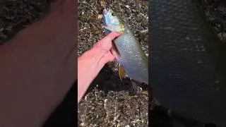 Thumbnail: Rapfen angeln am Rhein und direkt am Wasser zubereiten  #angeln #fishing #catchandcook