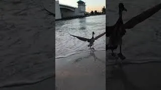 Thumbnail: Pelikan klaut meinen Fisch  #angeln #fishing #pelikan