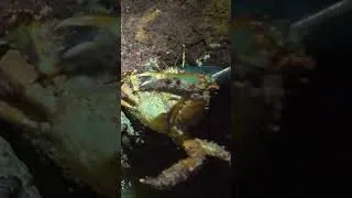 Thumbnail: Große Krabbe mit der Hand fangen