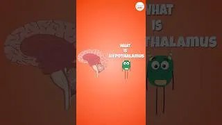 Thumbnail: The Hypothalamus Demystified: Control Center of the Body