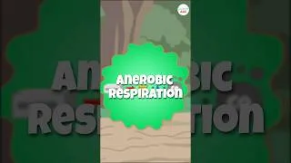 Thumbnail: Anaerobic Respiration: How Some Bacteria Thrive without Oxygen