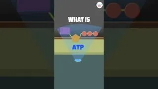 Thumbnail: ATP (Adenosine Triphosphate) - The Energy Currency of Cells Explained