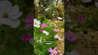 Thumbnail: #CosmosFlower#NatureLovers#YouTubeShorts