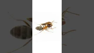 Thumbnail: These beetles wear chemical ‘invisibility cloaks’—and will die if they’re removed