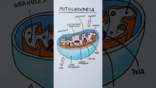 Thumbnail: how to draw mitochondria  #cellbiology