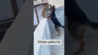 Thumbnail: dog meme