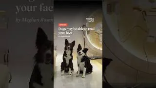 Thumbnail: Dogs may be able to read your face | Science News