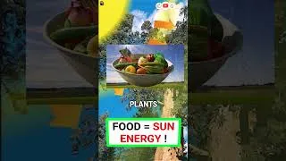 Thumbnail: Food is energy from the sun ! ☀️ #shorts #science
