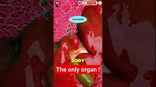Thumbnail: The incredible secret of your LIVER! 🧪 #shorts #science
