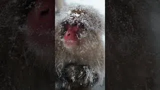 Thumbnail: Winter in Japan #japan #japantravel #winterinjapan