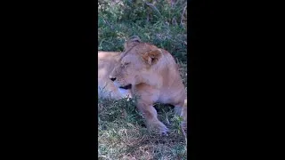Thumbnail: The Serengeti Lions Wouldn't Move for Our Jeep 😳