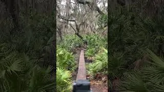 Thumbnail: This palm-lined path exists and it's incredible #travel #nature #shorts