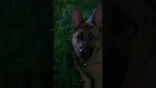 Thumbnail: Thor isn't scared of the werewolf! 🐺🐕🌲 #shorts #werewolf #dog #thor