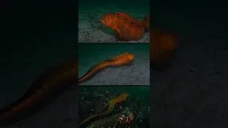 Thumbnail: Have You Ever Seen An Orange Wolf Eel?