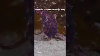 Thumbnail: This Ruby Octopus Is The Size Of a Marble