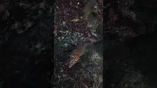 Thumbnail: This Octopus Was Blocking Someone's Front Door.