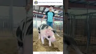 Thumbnail: South Dakota State Fair: Day 3!