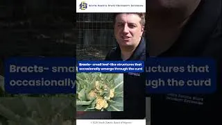 Thumbnail: Heat-Stressed Cauliflower