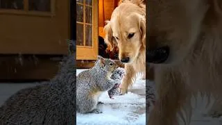 Thumbnail: winter miracle! The dog responded to the mother squirrel's plea for help to save her baby squirrel.