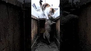 Thumbnail: Stray Cat Rescues Injured Newborn Puppy From Deep Pit , Heartwarming Story.