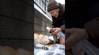 Thumbnail: An Elderly Woman Accidentally Saves a Poisoned Shiba and Her Four Newborn Puppies.