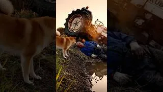 Thumbnail: Shiba Inu leads Young Man to save Old Man from Tractor Crash in Water Ditch