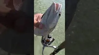 Thumbnail: REDFISH off the beach POV #povfishing #redfish #seafue #reddrum #beachfishing