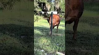 Thumbnail: Sofie showing her attitude and more ! #cow #farming #farmlife #shorts