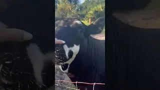 Thumbnail: Somebody loves to be scratched #cow #farming #farmlife #shorts