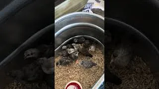 Thumbnail: The little ones continue to grow quickly! #shorts #chicken #farming #farmlife #birds