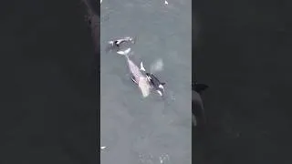 Thumbnail: Orcas take down Whale! A shot of a lifetime! #shorts #viral