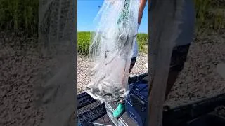 Thumbnail: Catching Finger Mullet for the Bait Shop! #baitshopgirl #portroyalsc #fingermullet #castnetforbait