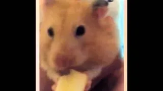 Thumbnail: Will-O... apple lovin hamster
