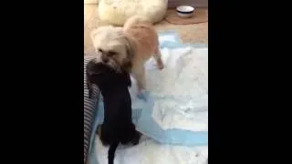 Thumbnail: Playtime with pong and smartie