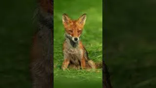 Thumbnail: which is your favorite nordic animal? 🐾🦊🐗🦌