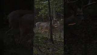 Thumbnail: Self filmed 300lb city buck!