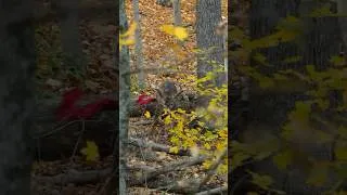 Thumbnail: Insane footage of the “Upside Down” buck!