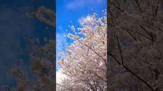 Thumbnail: Most Underrated Spot to See the Cherry Blossoms in Toronto