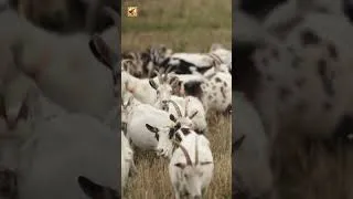 Thumbnail: Goat Sounds (Crisp Grass Chewing and Gentle Bleats)