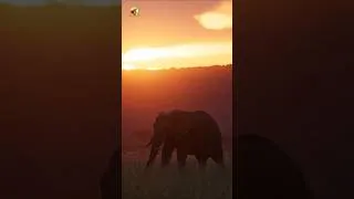 Thumbnail: Elephant Sounds (Low Rumbles and Sunset Savanna Wind)