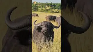 Thumbnail: African Buffalo Sounds (Heavy Footsteps and Deep Savanna Grunts)