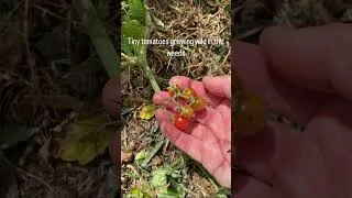 Thumbnail: Little garden love